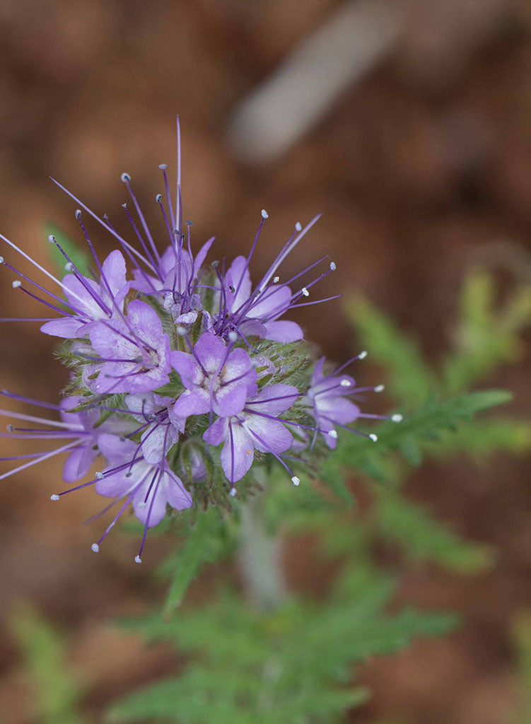 Phacelia tanacetifolia - Tansy Leaved Phacelia (Plant)