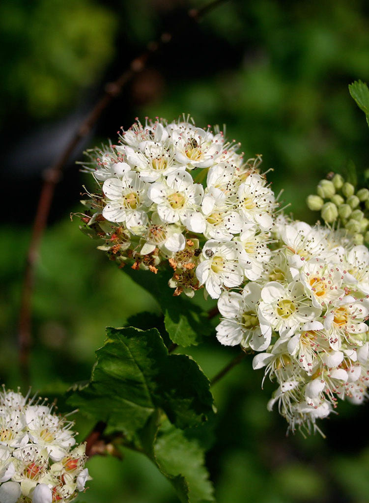 Physocarpus capitatus - Ninebark (Plant)