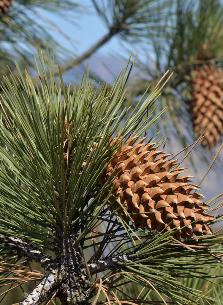 Pinus coulteri - Coulter Pine, Big Cone Pine, Bull Pine, Pitch Pine (Plant)