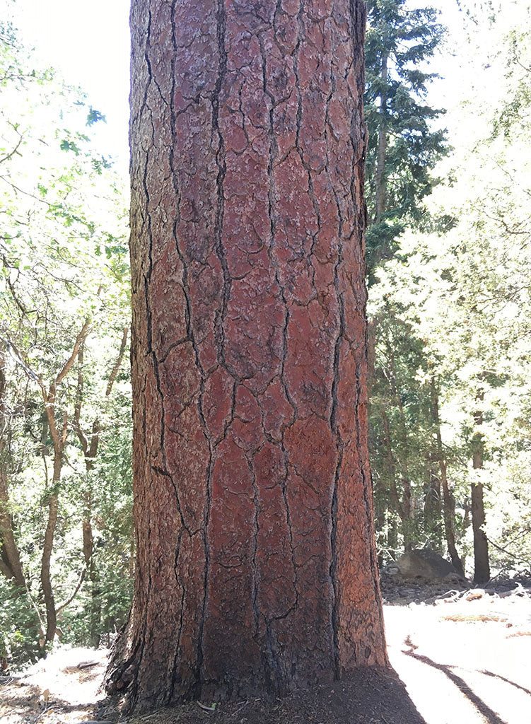 Pinus jeffreyi - Jeffrey Pine (Plant)