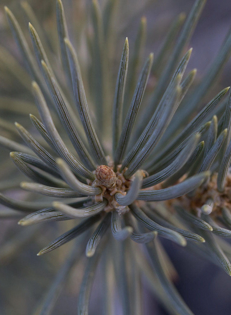 Pinus monophylla - Single-Leaf Pinyon (Plant) – Theodore Payne Foundation