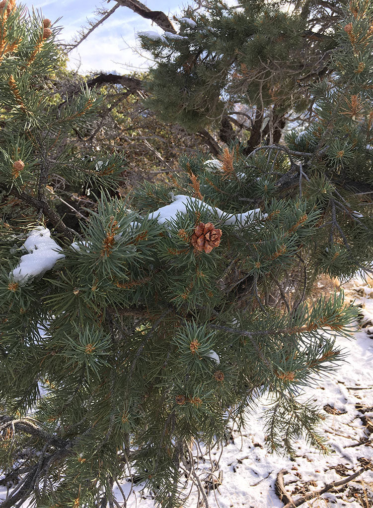 Pinus monophylla - Single-Leaf Pinyon (Seed)