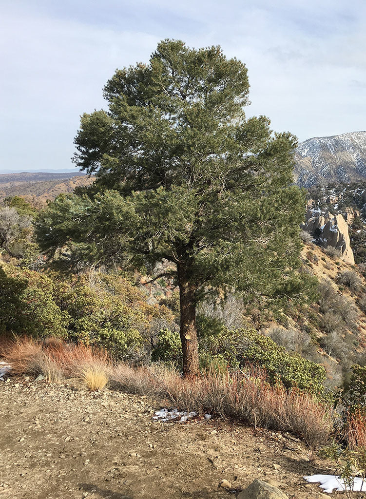 Pinus monophylla - Single-Leaf Pinyon (Seed)