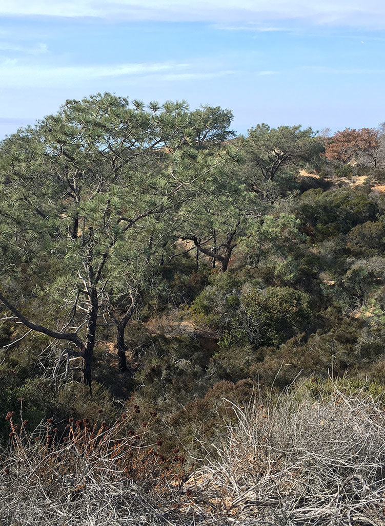 Pinus torreyana ssp. torreyana - Torrey Pine (Plant)
