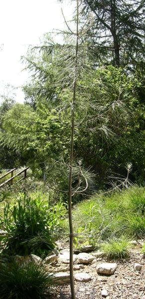 Pinus sabiniana - Gray Pine, Foothill Pine, Ghost Pine (Seed)