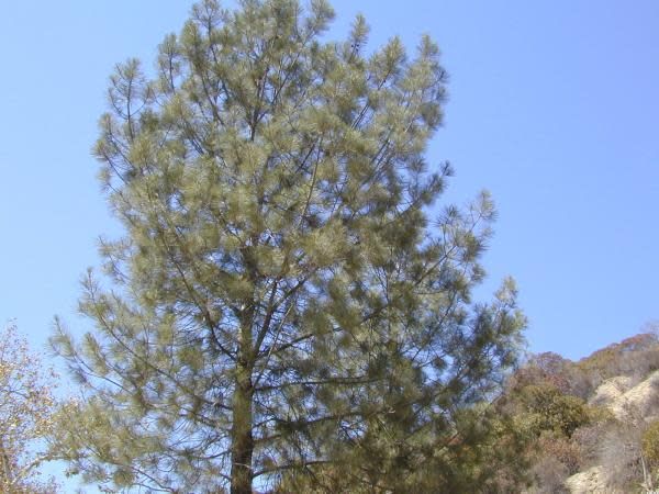 pinus-torreyana-01.jpg