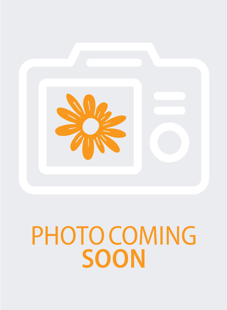Eschscholzia californica 'Orange King' - Orange King California Poppy (Plant)