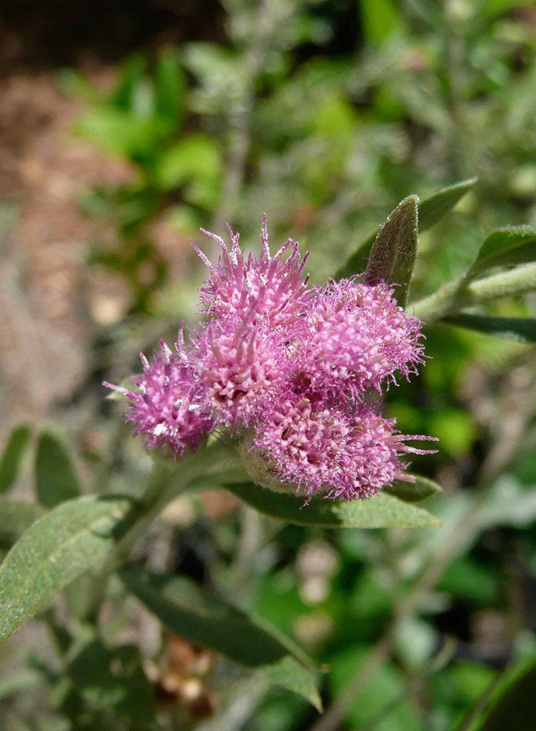Pluchea sericea - Arrow Weed (Plant)