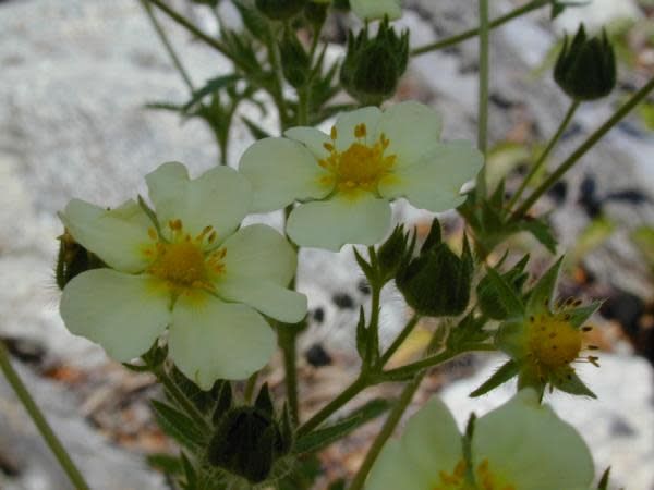Drymocallis glandulosa - Sticky Cinquefoil (Seed)