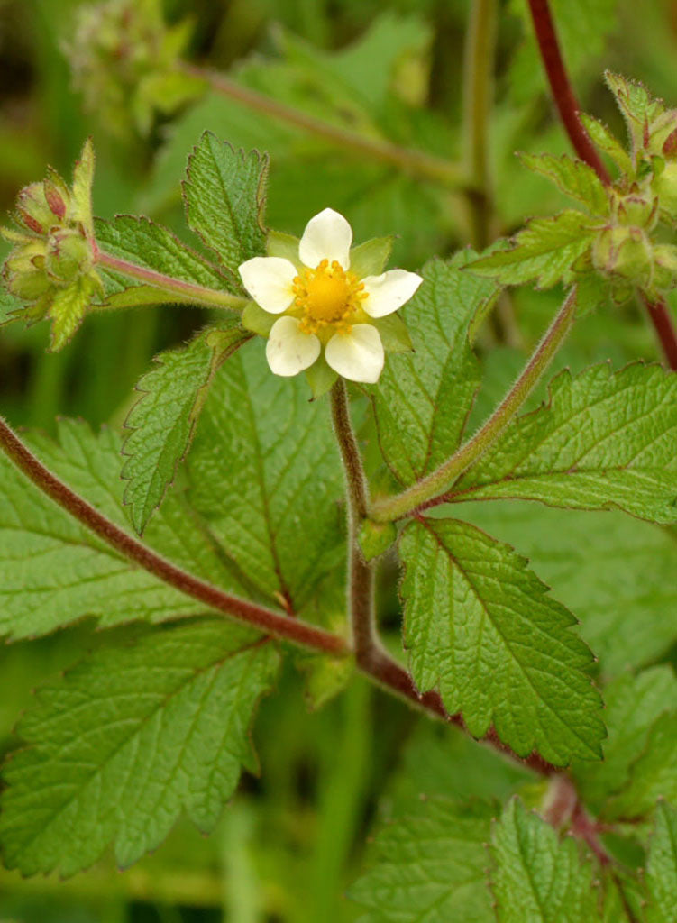 sticky seed plant Drymocallis glandulosa
