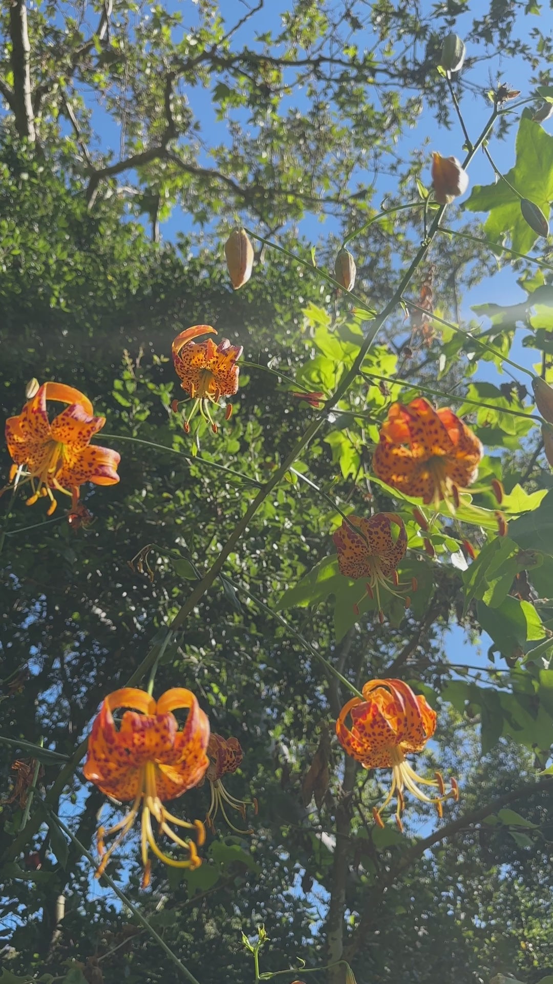 6435f63aa3274e3f8481727c5687ccc5.thumbnail.0000000000.jpg