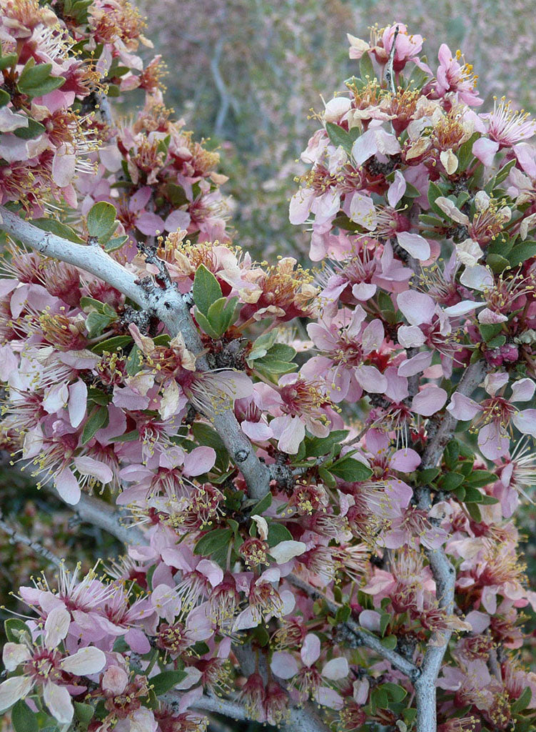 Prunus andersonii - Desert Peach (Plant)