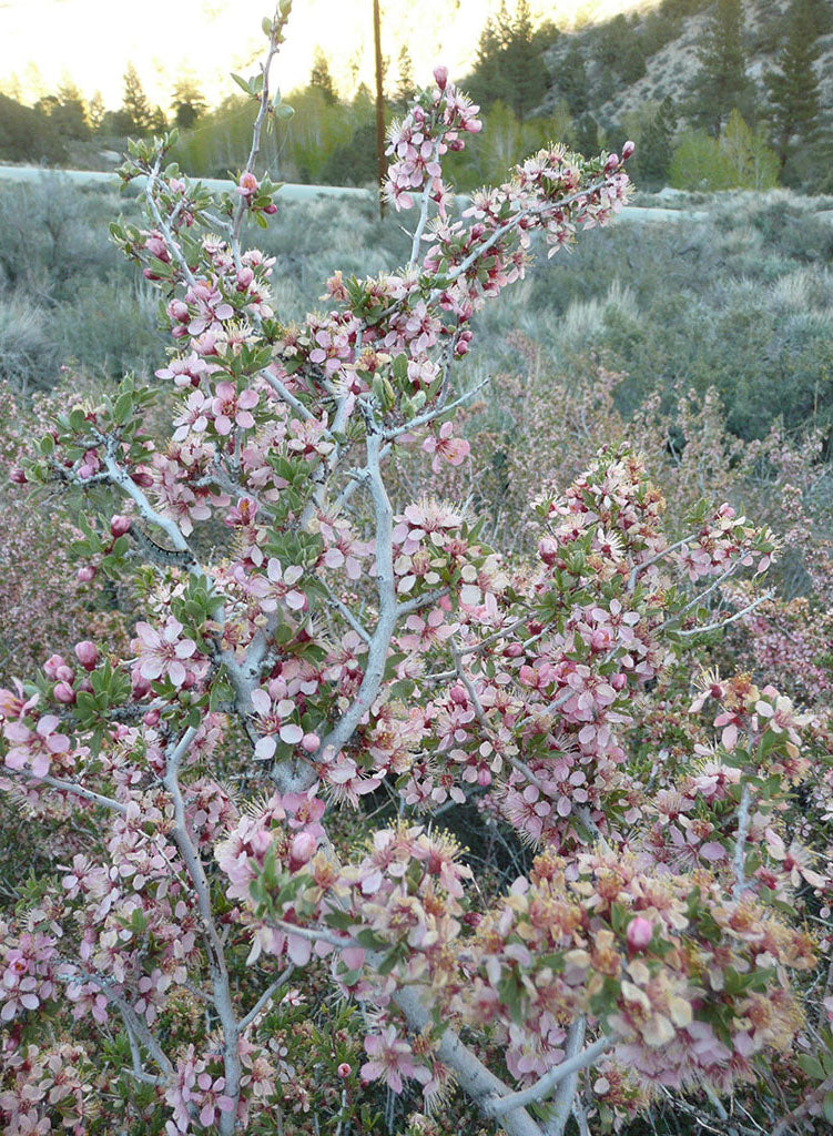 Prunus andersonii - Desert Peach (Plant)