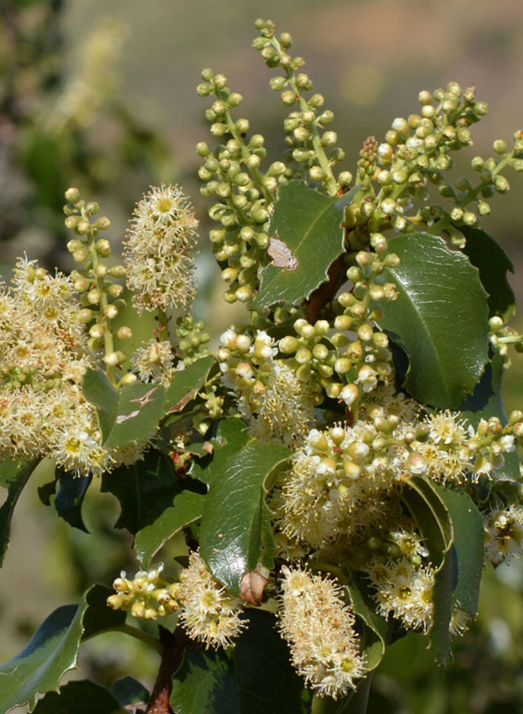 Prunus ilicifolia - Holly-leaf Cherry (Seed)