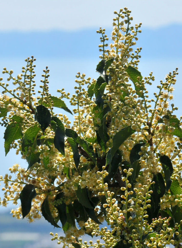 Prunus ilicifolia ssp. ilicifolia - Holly-Leaf Cherry (Plant)
