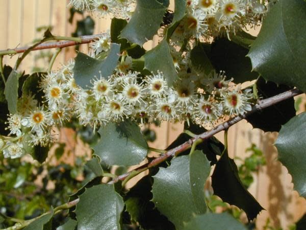 Prunus ilicifolia - Holly-leaf Cherry (Seed)