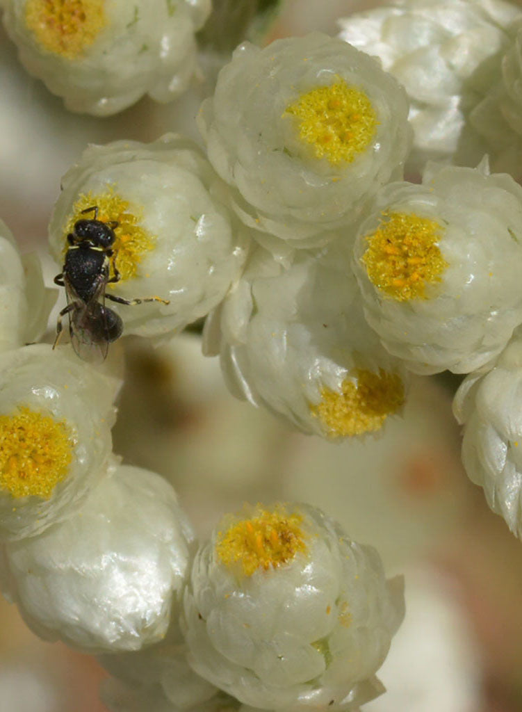 Pseudognaphalium californicum - California Everlasting (Plant)