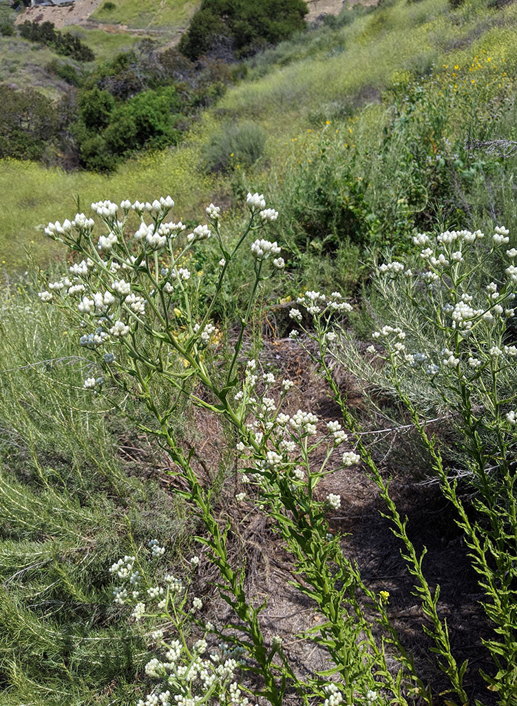 Pseudognaphalium californicum - California Everlasting (Plant)
