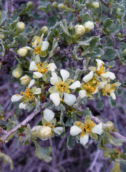 Purshia tridentata - Antelope Bitterbrush (Plant) – Theodore Payne