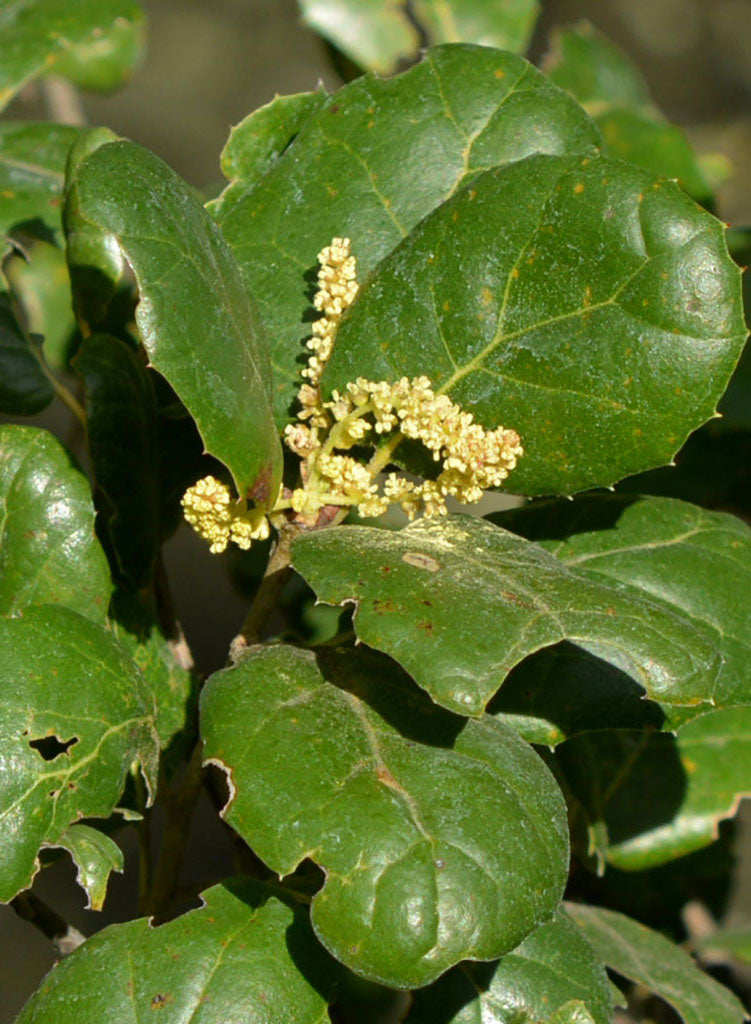 Quercus agrifolia var. agrifolia - Coast Live Oak or Encina (Plant)