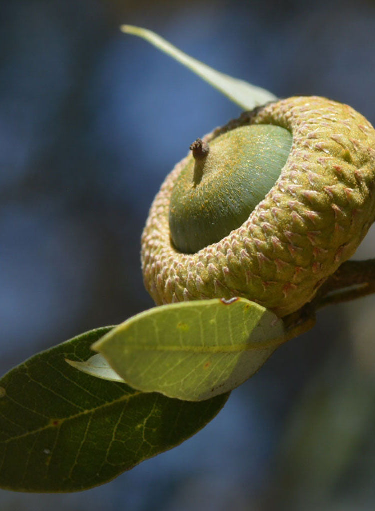 Quercus chrysolepis - Canyon Live or Maul Oak (Plant)