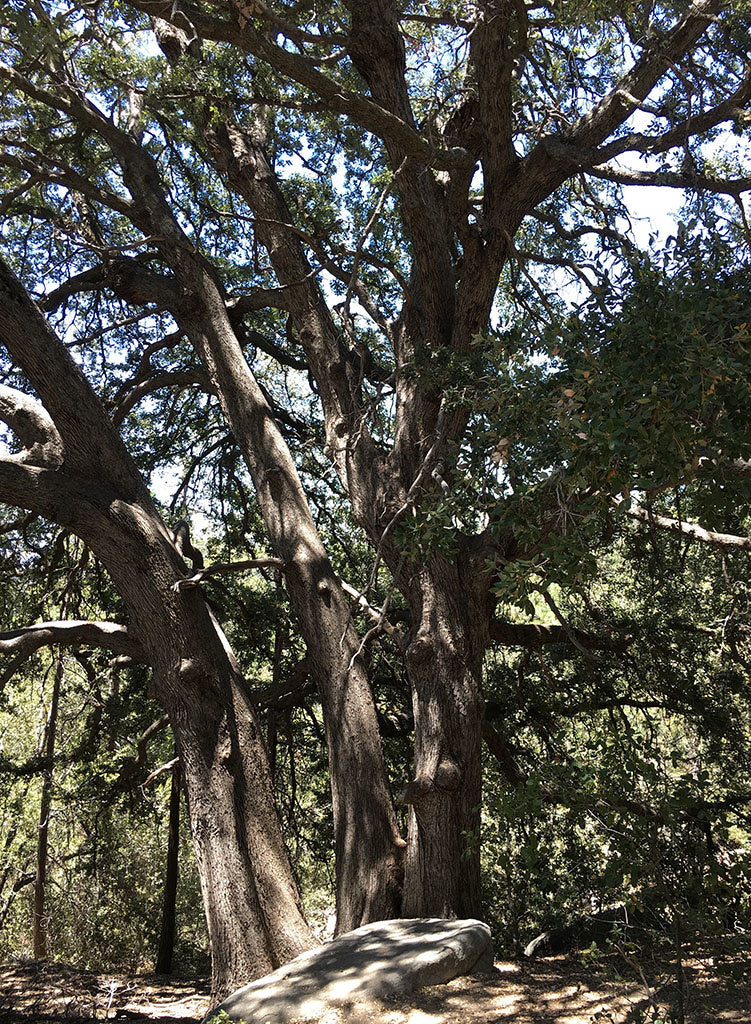 Quercus chrysolepis - Canyon Live or Maul Oak (Plant)