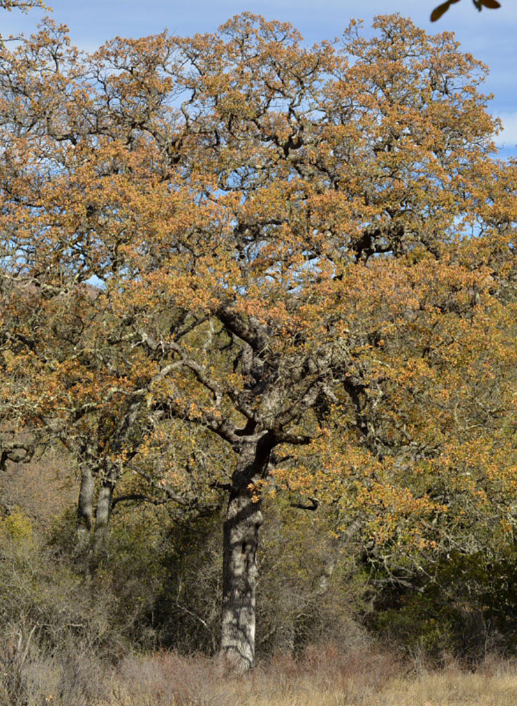 Quercus douglasii - Blue Oak (Plant)