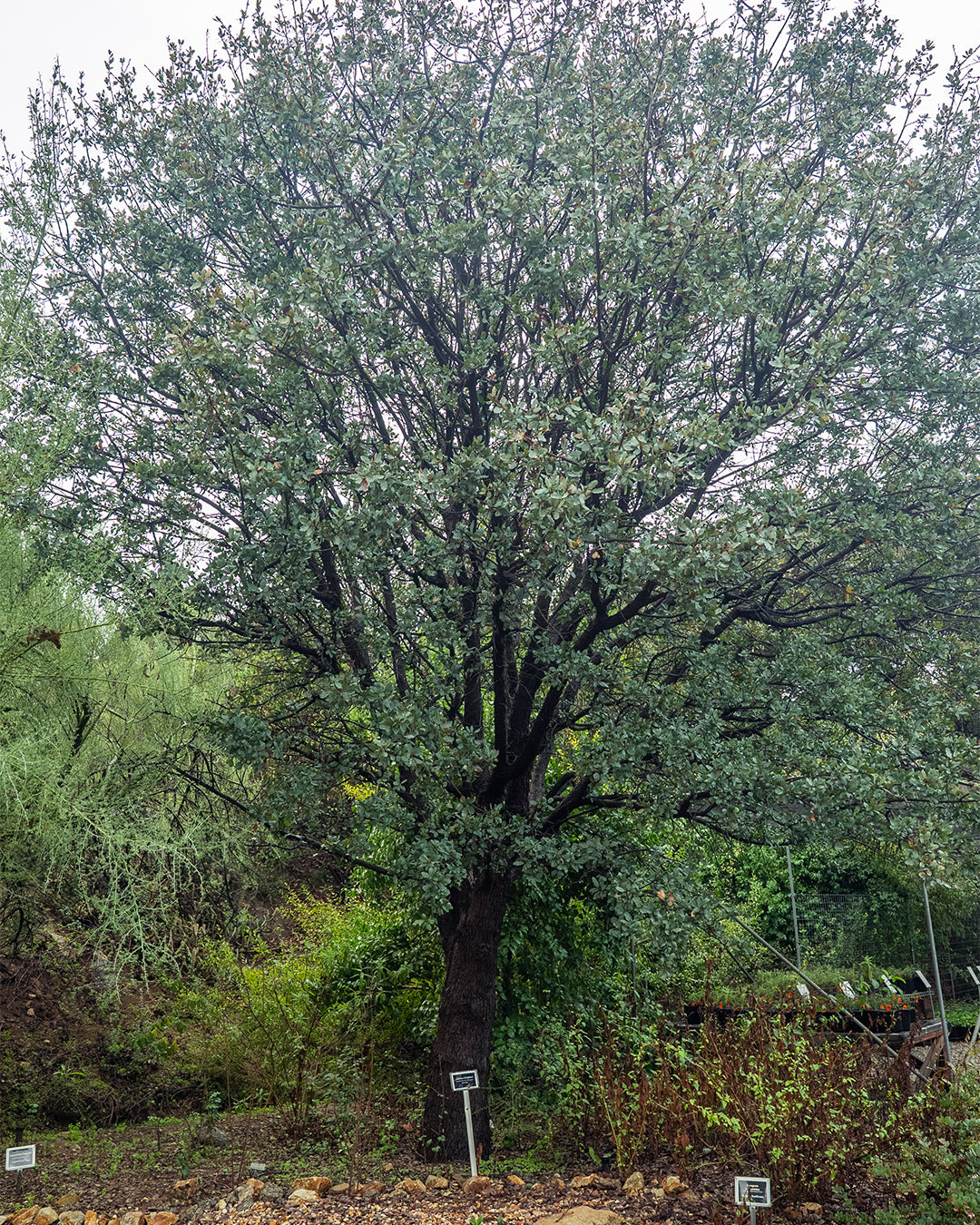 Quercus douglasii - Blue Oak (Plant)