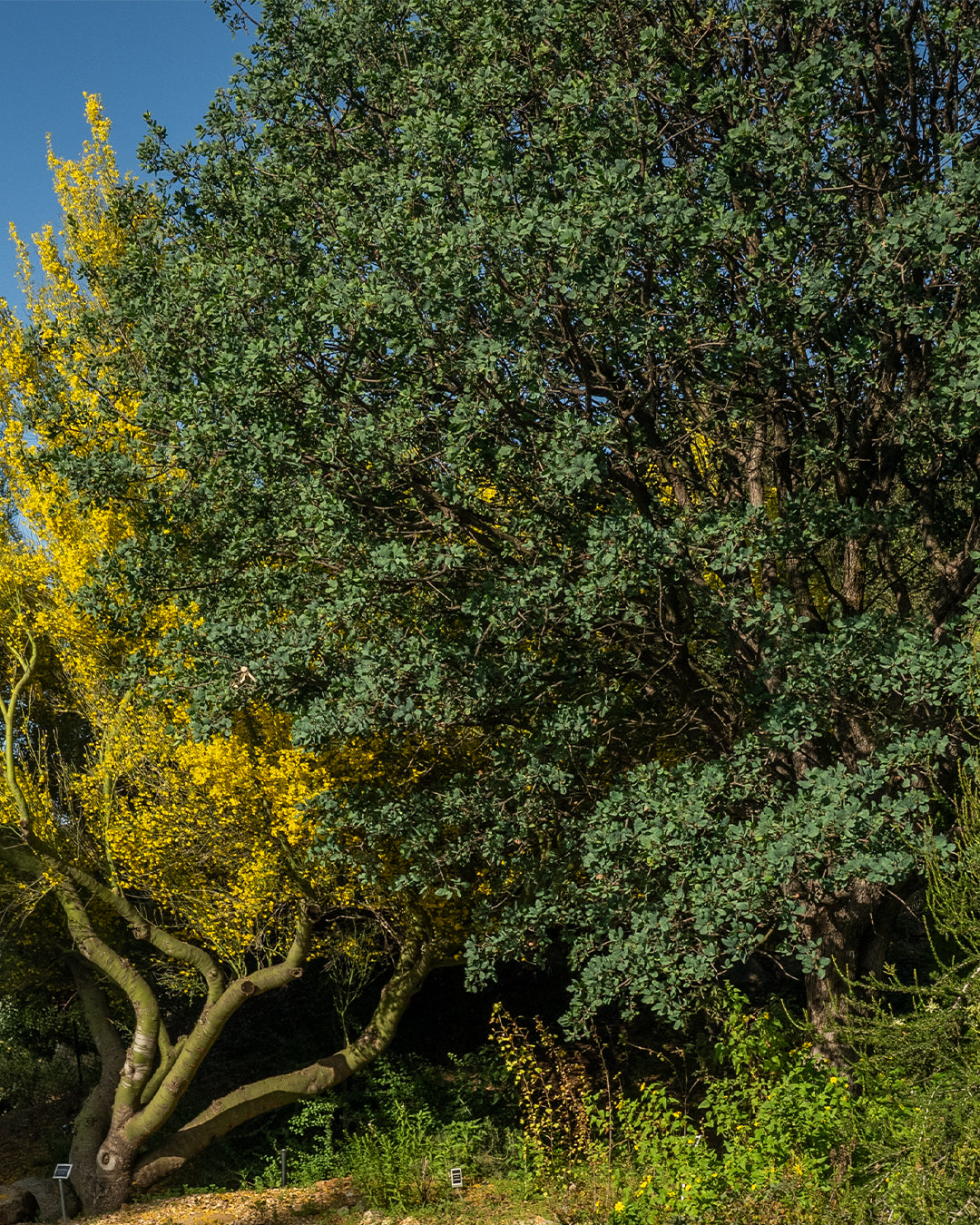 Quercus douglasii - Blue Oak (Plant)
