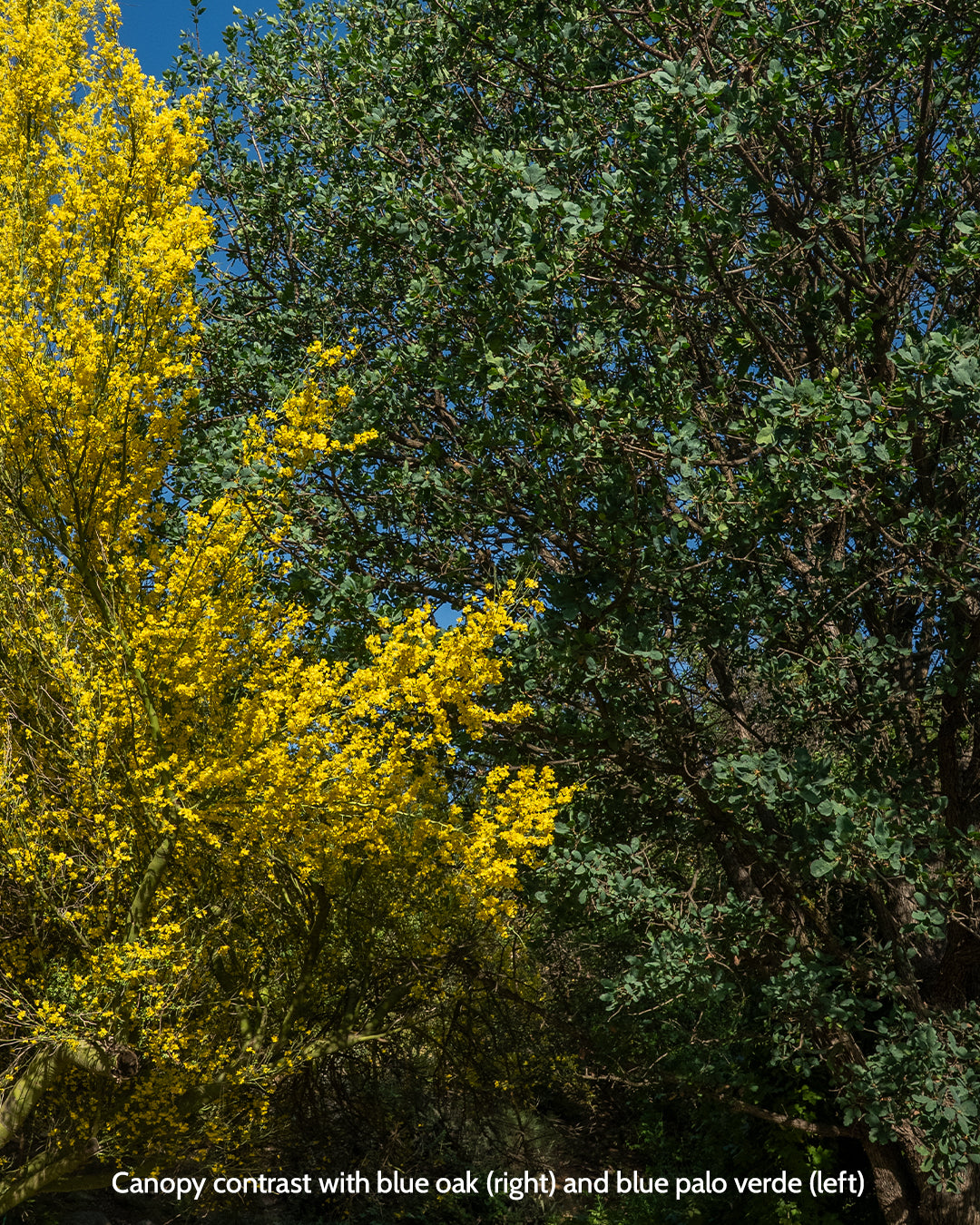Quercus douglasii - Blue Oak (Plant)