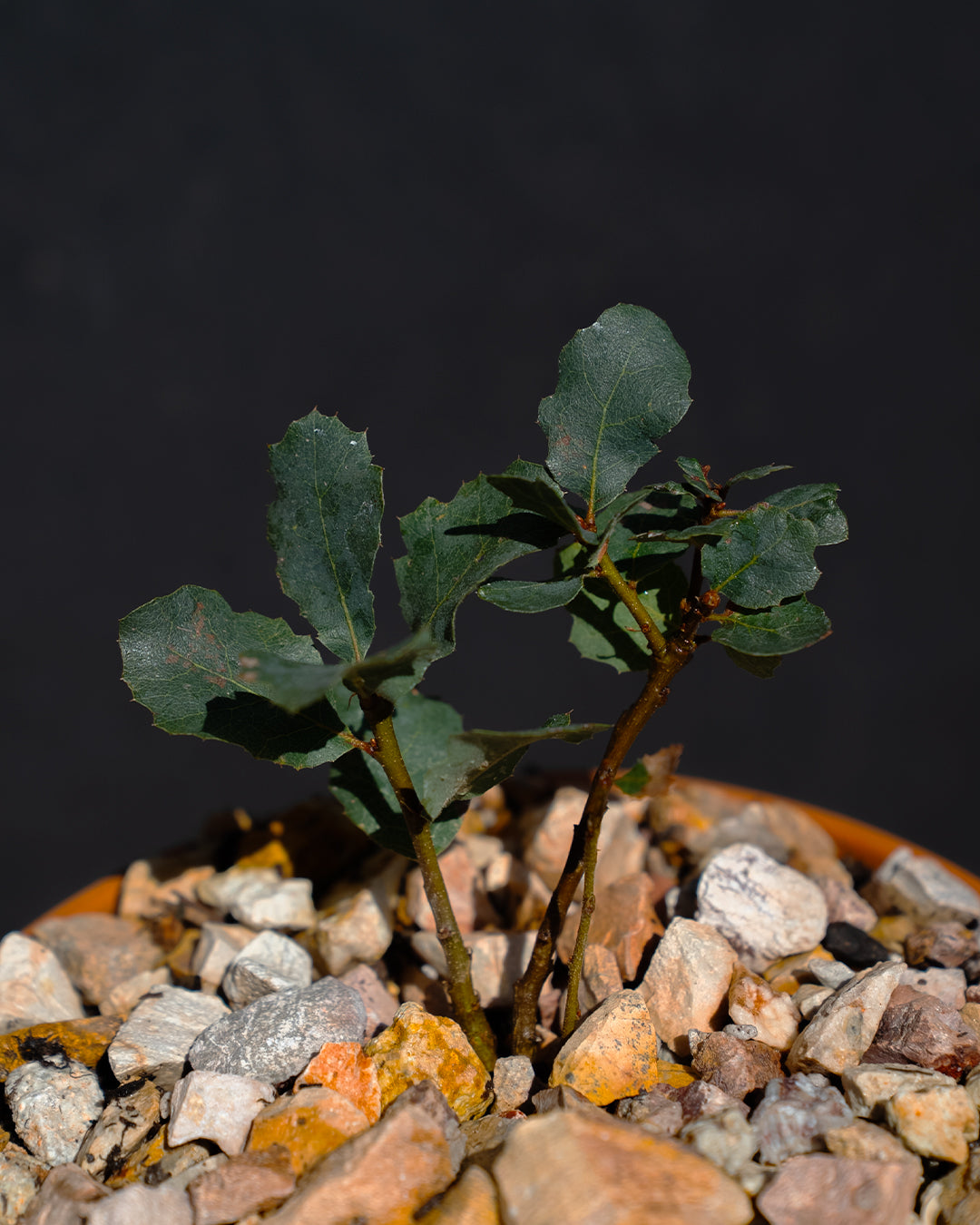 Quercus douglasii - Blue Oak (Plant)