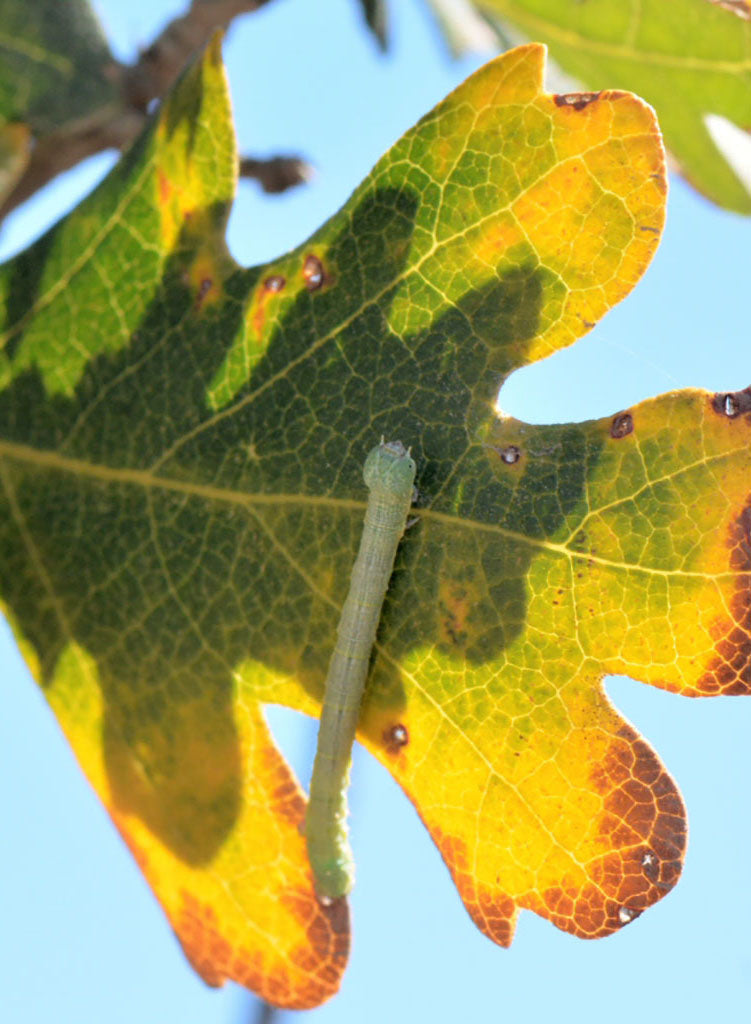 Quercus lobata - Valley Oak or Roble (Plant)