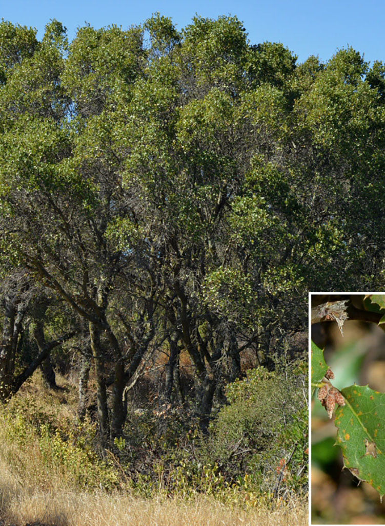 Quercus wislizeni var. wislizeni - Interior Live Oak (Plant)