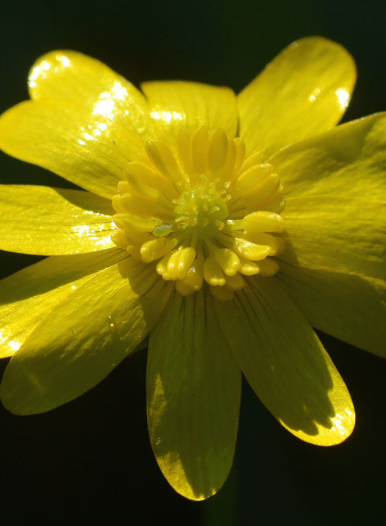 Ranunculus californicus - California Buttercup (Plant)