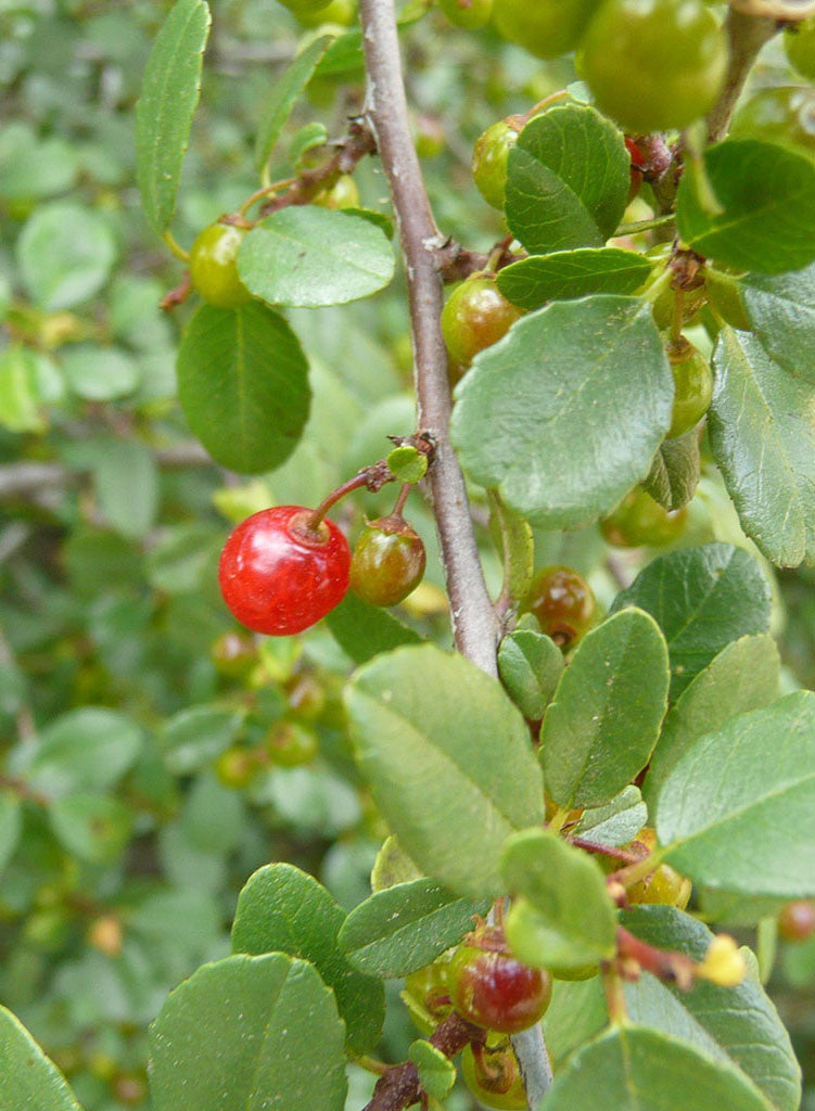 Rhamnus crocea - Redberry, Redberry Buckthorn (Plant)