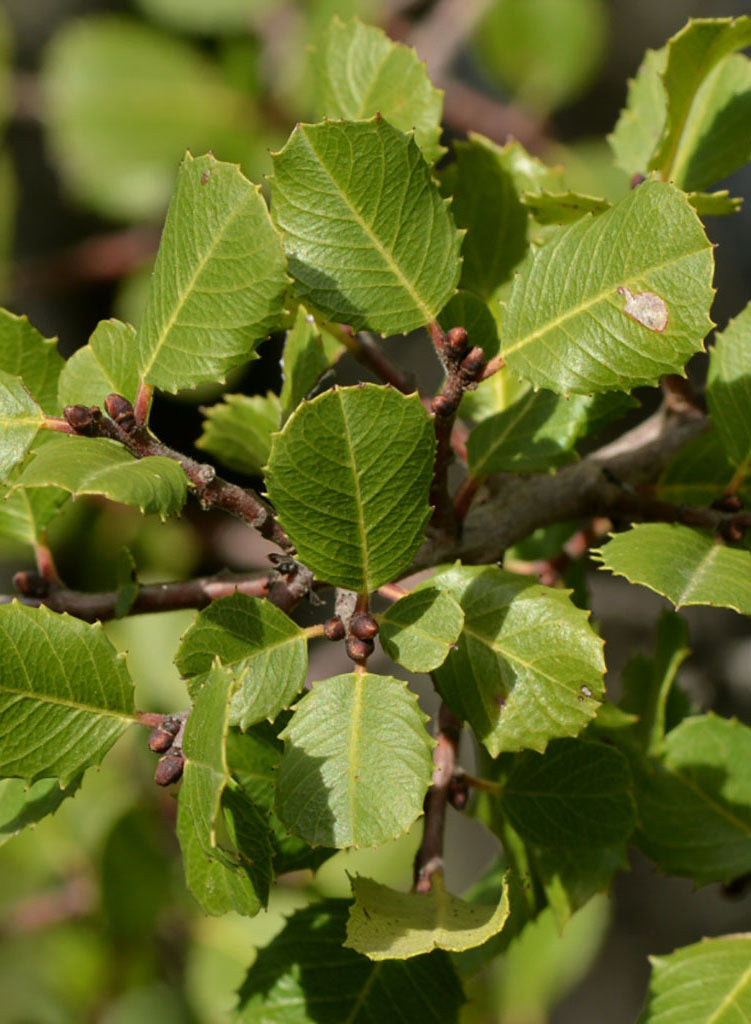 Rhamnus ilicifolia - Hollyleaf Redberry, Evergreen Buckthorn (Plant)