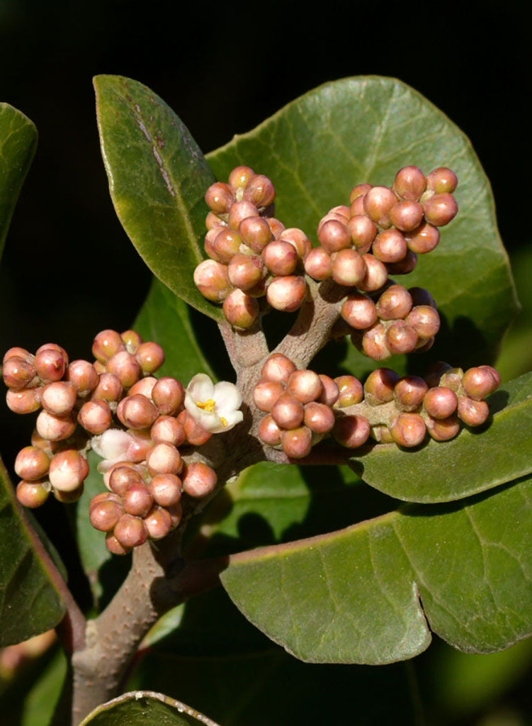 Rhus integrifolia - Lemonade Berry (Plant)