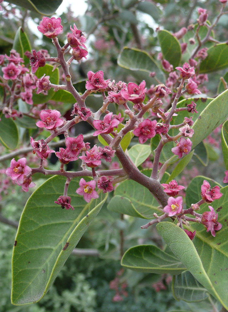 Rhus lentii - Pink-Flowering Sumac (Plant)