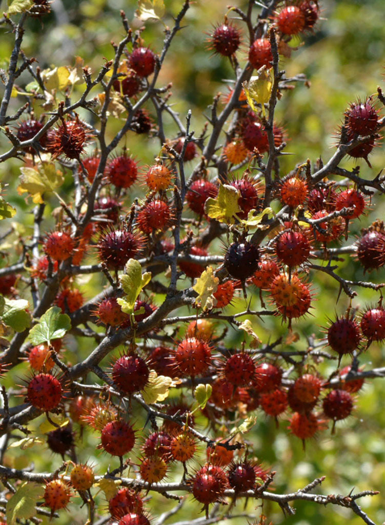 Ribes californicum - Hillside Gooseberry (Plant)