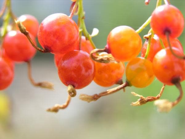 Blackberry Seeds 20 Golden Currant Berry Seeds (Ribes Aureum ...