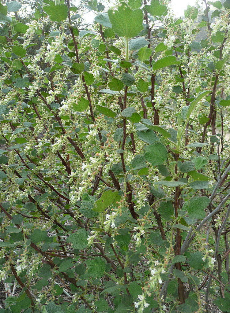 Ribes indecorum - White Flowering Currant (Plant)