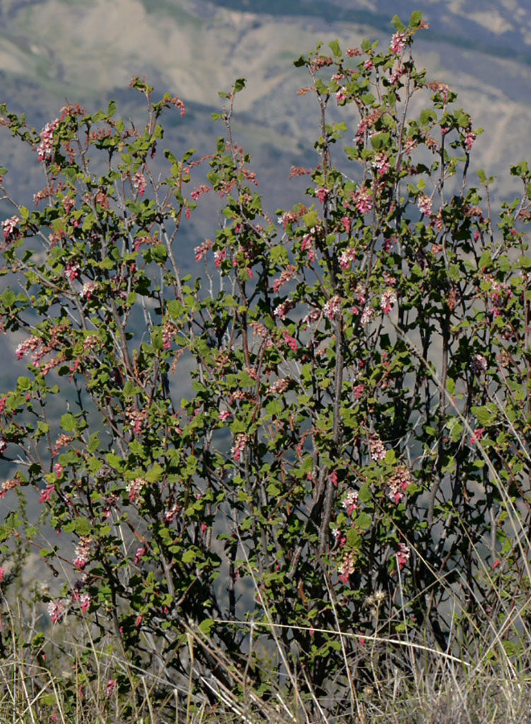 Ribes malvaceum var. viridifolium - Chaparral Currant (Plant)