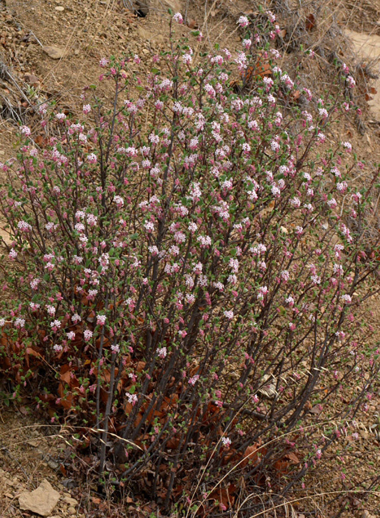 Ribes malvaceum var. viridifolium - Chaparral Currant (Plant)