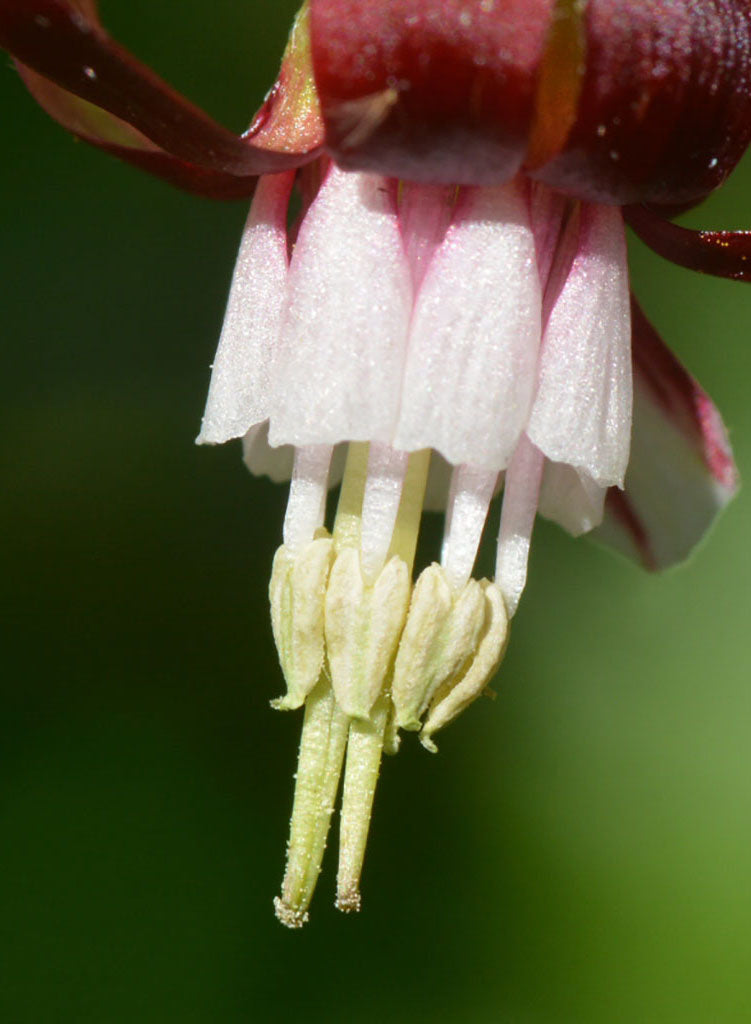 Ribes menziesii var. menziesii - Canyon Gooseberry (Plant)