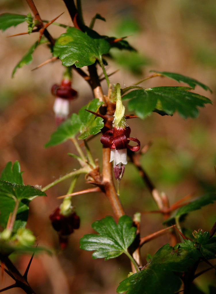 Ribes roezlii var. cruentum 'Dixie Glade' - Dixie Glade Sierra Gooseberry (Plant)