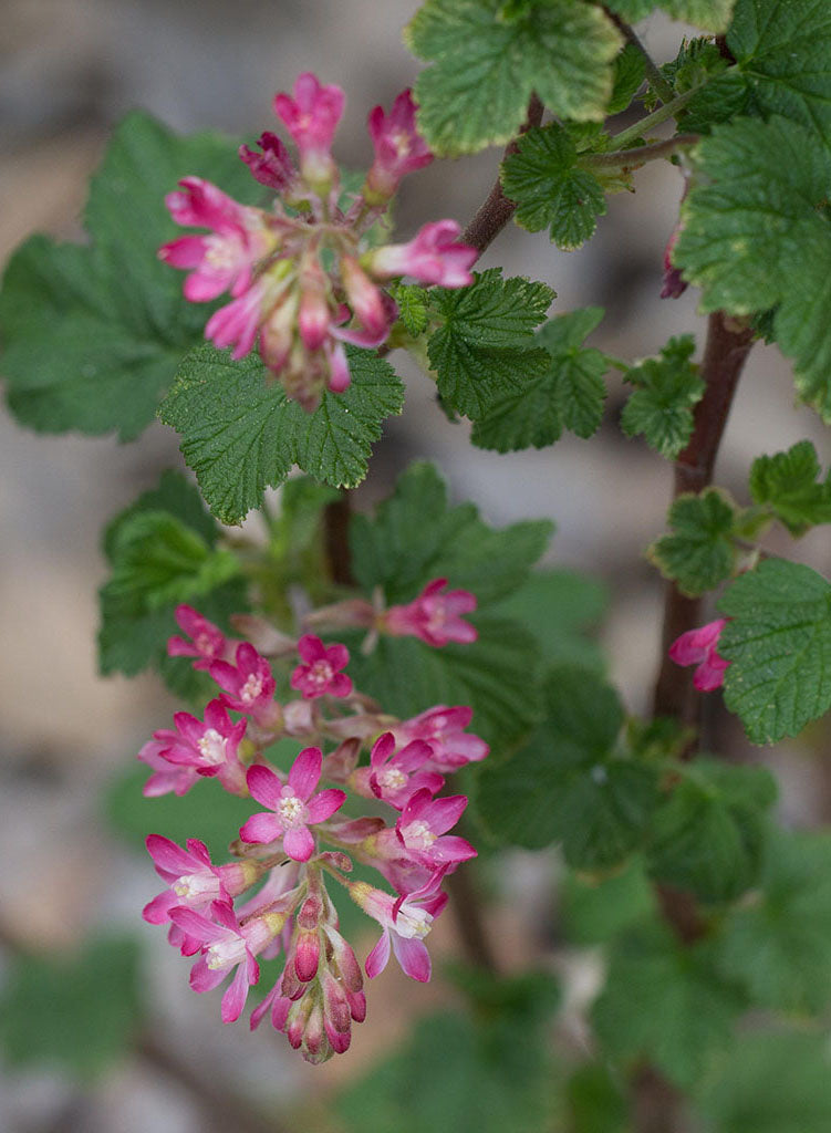 Ribes sanguineum var. glutinosum - Pink Flowering Currant, Blood Currant (Plant)