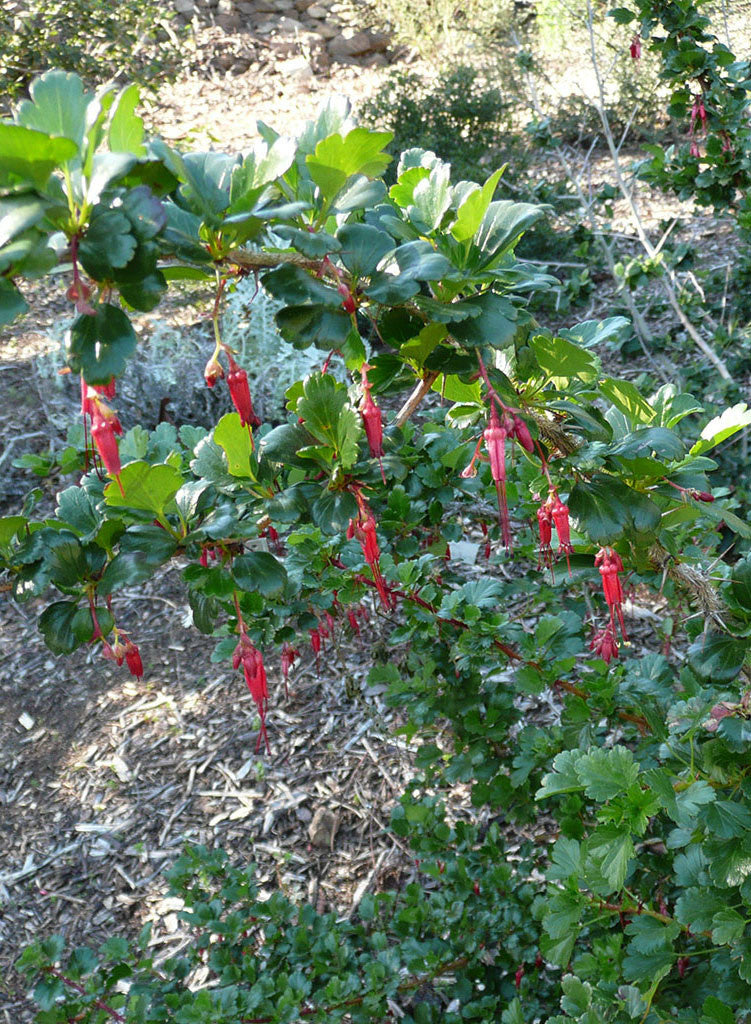 Ribes speciosum - Fuschia Flowered Gooseberry (Plant)