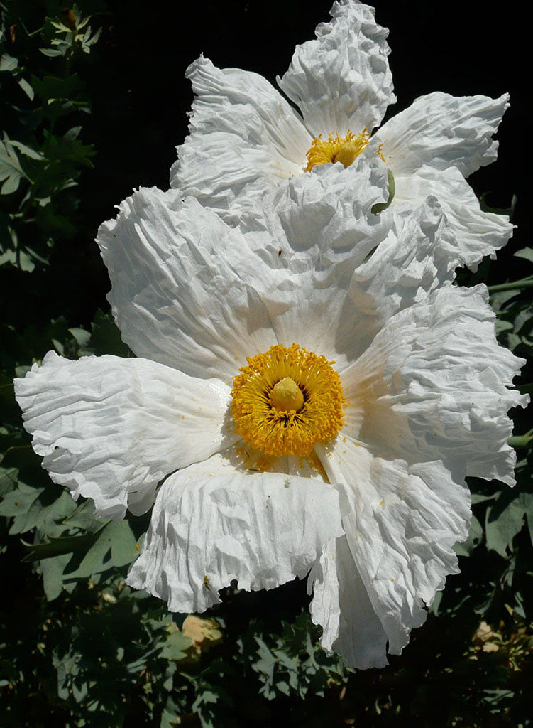 Romneya coulteri 'White Cloud' - White Cloud Matilija Poppy (Plant)