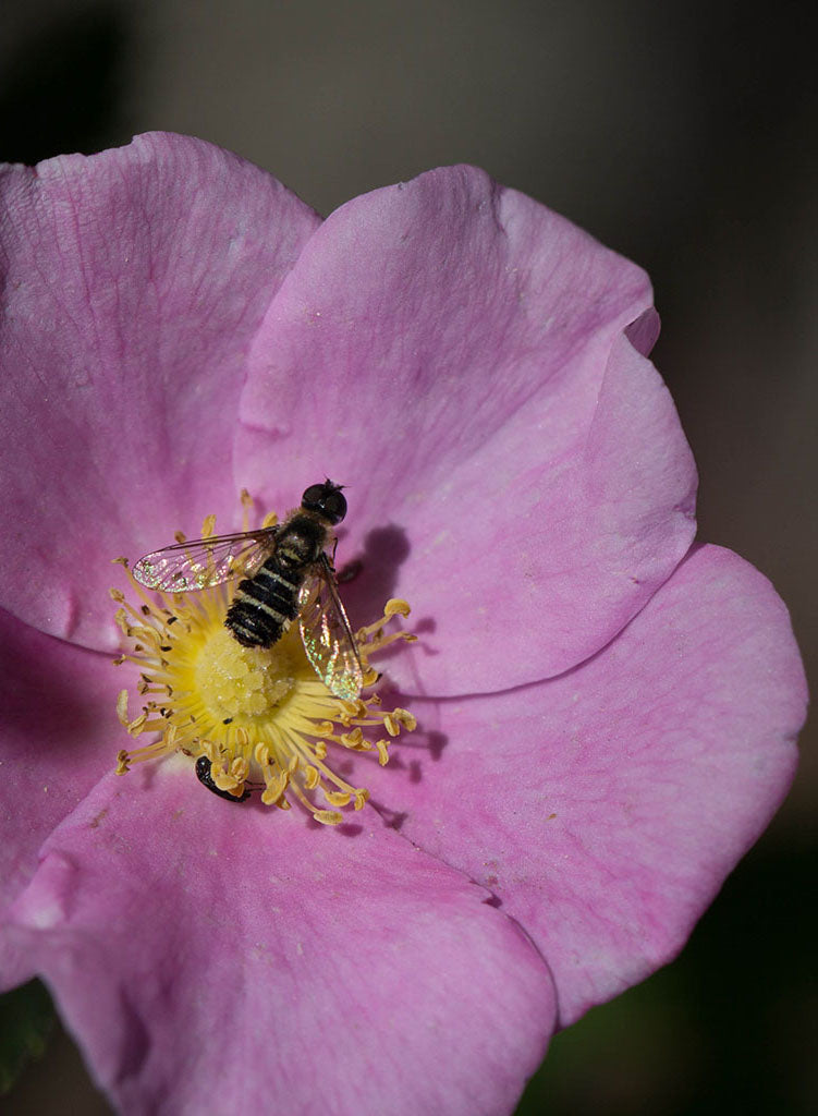 wild prairie rose seeds Rosa californica