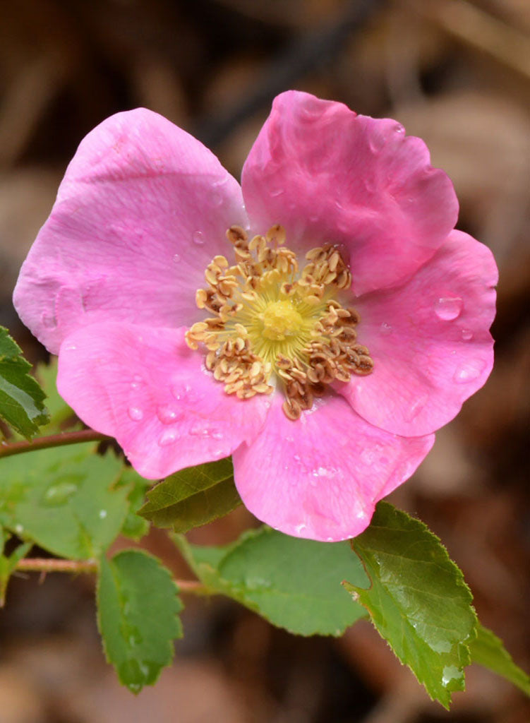 Rosa californica - California Wild Rose (Plant)